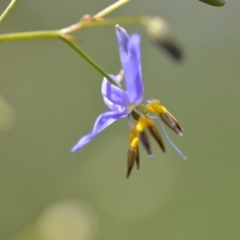 Dianella revoluta (Black-Anther Flax Lily) at Wamboin, NSW - 28 Nov 2020 by natureguy