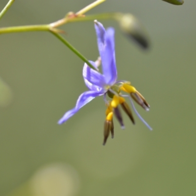 Dianella revoluta (Black-Anther Flax Lily) at Wamboin, NSW - 28 Nov 2020 by natureguy