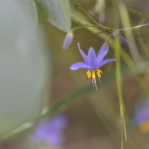 Dianella revoluta at Wamboin, NSW - 28 Nov 2020 02:04 PM