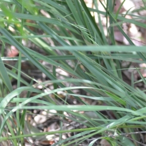 Dianella revoluta at Wamboin, NSW - 28 Nov 2020 02:04 PM