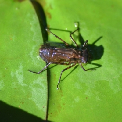 Anisoptera (suborder) (Unidentified dragonfly) at Wamboin, NSW - 28 Nov 2020 by natureguy