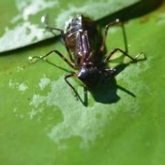 Anisoptera (suborder) at Wamboin, NSW - 28 Nov 2020