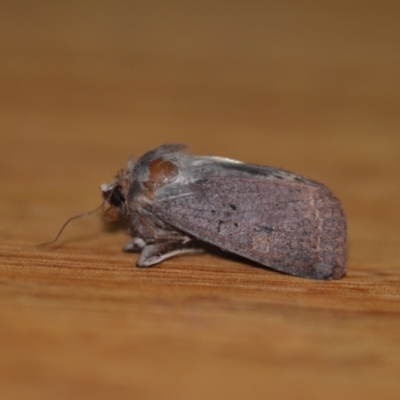 Diarsia intermixta (Chevron Cutworm, Orange Peel Moth.) at Wamboin, NSW - 29 Nov 2020 by natureguy