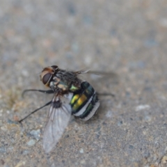 Rutilia (Chrysorutilia) sp. (genus & subgenus) (A Bristle Fly) at Wamboin, NSW - 28 Nov 2020 by natureguy