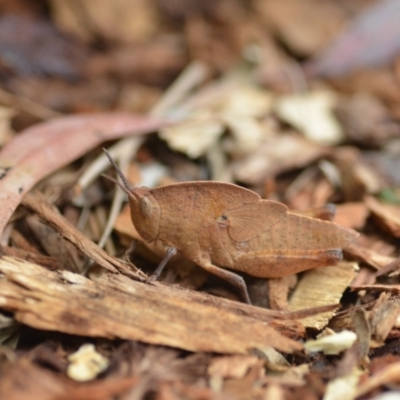 Goniaea carinata (Black kneed gumleaf grasshopper) at Wamboin, NSW - 2 Dec 2020 by natureguy