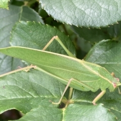 Caedicia simplex (Common Garden Katydid) at Theodore, ACT - 7 Nov 2021 by Cardy