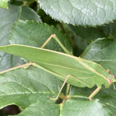 Caedicia simplex (Common Garden Katydid) at Theodore, ACT - 7 Nov 2021 by Cardy