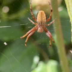 Araneinae (subfamily) (Orb weaver) at Theodore, ACT - 7 Nov 2021 by Cardy