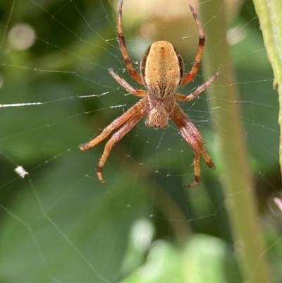 Araneinae (subfamily) (Orb weaver) at Theodore, ACT - 7 Nov 2021 by Cardy