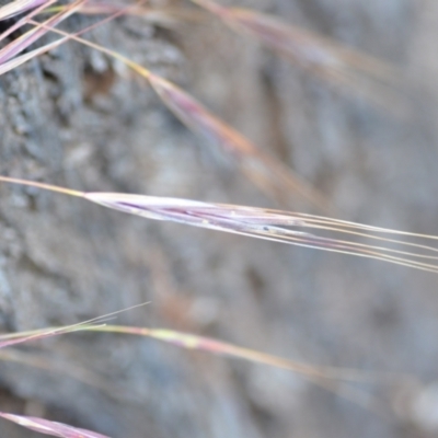 Bromus diandrus (Great Brome) at Wamboin, NSW - 3 Dec 2020 by natureguy