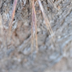 Bromus diandrus at Wamboin, NSW - 3 Dec 2020