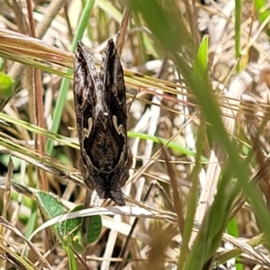 Chrysodeixis argentifera at Bruce, ACT - 7 Nov 2021