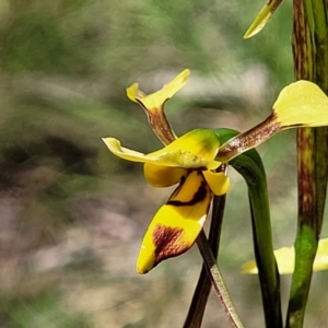 Diuris sulphurea at Bruce, ACT - suppressed