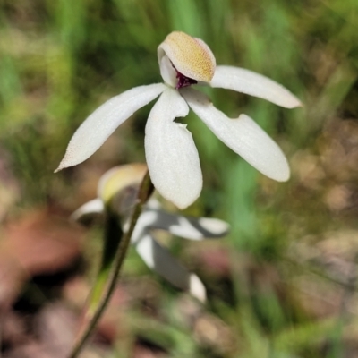 Caladenia cucullata (Lemon Caps) at Bruce, ACT - 7 Nov 2021 by trevorpreston
