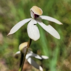 Caladenia cucullata at Bruce, ACT - 7 Nov 2021