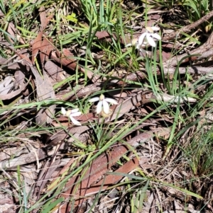 Caladenia cucullata at Bruce, ACT - 7 Nov 2021