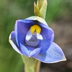 Thelymitra sp. (A Sun Orchid) at Bruce Ridge to Gossan Hill - 7 Nov 2021 by tpreston