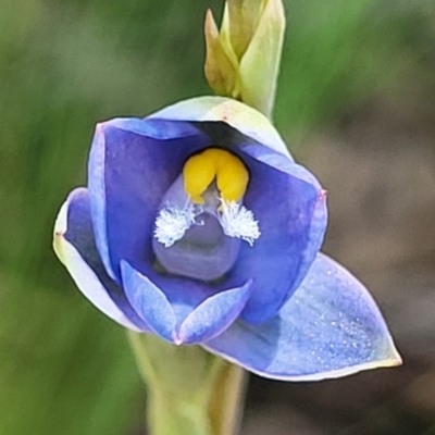 Thelymitra sp. (A Sun Orchid) at Bruce Ridge to Gossan Hill - 7 Nov 2021 by tpreston