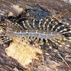 Scutigeridae (family) (A scutigerid centipede) at Bruce Ridge to Gossan Hill - 7 Nov 2021 by trevorpreston
