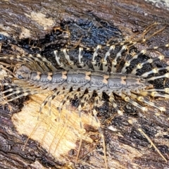 Scutigeridae (family) (A scutigerid centipede) at Bruce, ACT - 7 Nov 2021 by trevorpreston