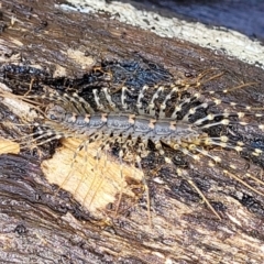 Scutigeridae (family) at Bruce, ACT - 7 Nov 2021 11:13 AM