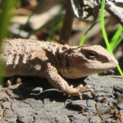 Rankinia diemensis (Mountain Dragon) at Paddys River, ACT - 1 Nov 2021 by Christine