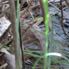 Rankinia diemensis at Paddys River, ACT - 1 Nov 2021 04:07 PM