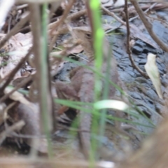 Rankinia diemensis at Paddys River, ACT - 1 Nov 2021 04:07 PM