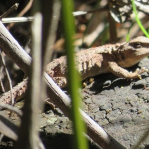 Rankinia diemensis at Paddys River, ACT - 1 Nov 2021