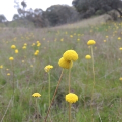 Craspedia variabilis (Common Billy Buttons) at Theodore, ACT - 11 Oct 2021 by michaelb