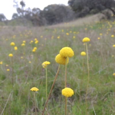 Craspedia variabilis (Common Billy Buttons) at Theodore, ACT - 11 Oct 2021 by MichaelBedingfield