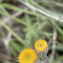 Leptorhynchos squamatus subsp. squamatus (Scaly Buttons) at Yarramundi Grassland
 - 22 Oct 2021 by JaneR