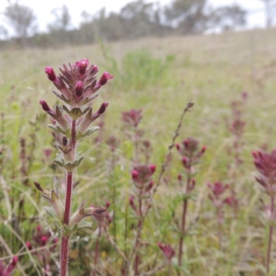 Parentucellia latifolia (Red Bartsia) at Conder, ACT - 11 Oct 2021 by MichaelBedingfield