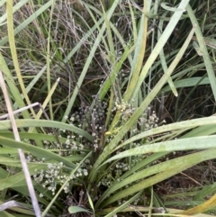 Lomandra multiflora (Many-flowered Matrush) at Yarralumla, ACT - 5 Nov 2021 by JaneR