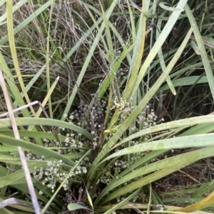 Lomandra multiflora at Yarralumla, ACT - 5 Nov 2021