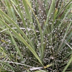 Lomandra multiflora at Yarralumla, ACT - 5 Nov 2021 04:38 PM