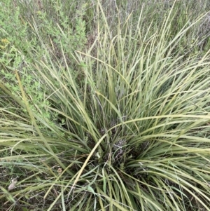 Lomandra multiflora at Yarralumla, ACT - 5 Nov 2021 04:38 PM