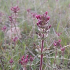 Parentucellia latifolia (Red Bartsia) at Rob Roy Range - 11 Oct 2021 by MichaelBedingfield