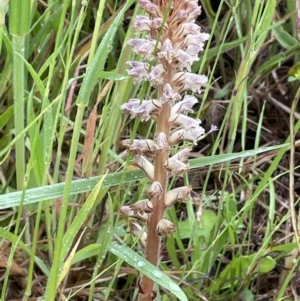 Orobanche minor at Yarralumla, ACT - 5 Nov 2021