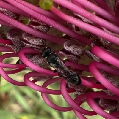 Hylaeus (Prosopisteron) littleri (Hylaeine colletid bee) at Murrumbateman, NSW - 7 Nov 2021 by SimoneC