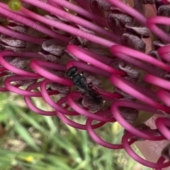 Hylaeus (Prosopisteron) littleri at Murrumbateman, NSW - 7 Nov 2021