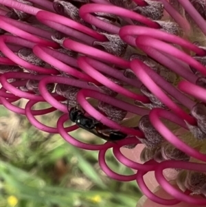 Hylaeus (Prosopisteron) littleri at Murrumbateman, NSW - 7 Nov 2021