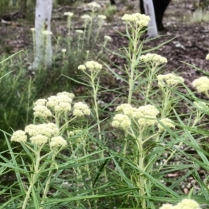 Cassinia longifolia at Bruce, ACT - 6 Nov 2021 10:35 AM