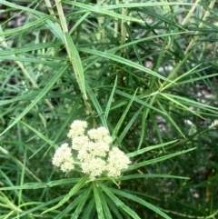 Cassinia longifolia at Bruce, ACT - 6 Nov 2021 10:35 AM