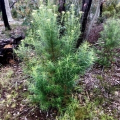 Cassinia longifolia at Bruce, ACT - 6 Nov 2021 10:35 AM