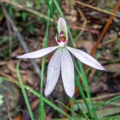 Caladenia carnea (Pink Fingers) at Rossi, NSW - 6 Nov 2021 by Philip