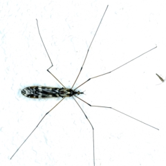 Ischnotoma (Ischnotoma) eburnea (A Crane Fly) at Ainslie, ACT - 6 Nov 2021 by jbromilow50