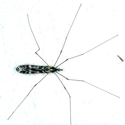 Ischnotoma (Ischnotoma) eburnea (A Crane Fly) at Ainslie, ACT - 6 Nov 2021 by jb2602