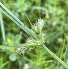 Carex inversa (Knob Sedge) at Hackett, ACT - 5 Nov 2021 by JaneR