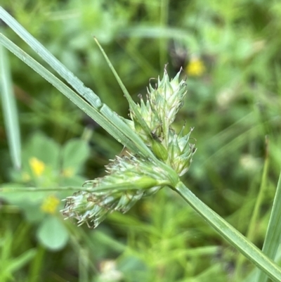 Carex inversa (Knob Sedge) at Hackett, ACT - 5 Nov 2021 by JaneR